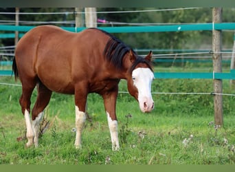 American Quarter Horse, Hengst, 2 Jahre, 150 cm, Overo-alle-Farben