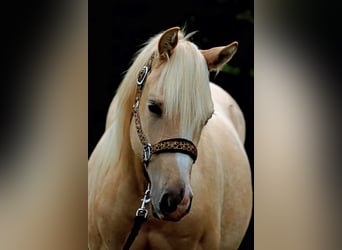 American Quarter Horse, Hengst, 2 Jahre, 150 cm, Palomino