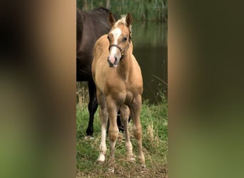 American Quarter Horse, Hengst, 2 Jahre, 150 cm, Palomino