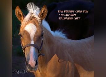 American Quarter Horse, Hengst, 2 Jahre, 150 cm, Palomino