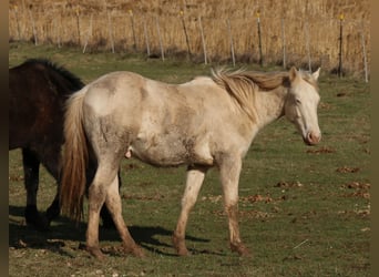 American Quarter Horse, Hengst, 2 Jahre, 150 cm, Perlino