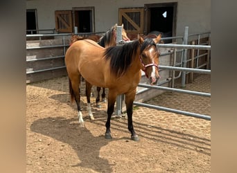American Quarter Horse, Hengst, 2 Jahre, 150 cm, Red Dun