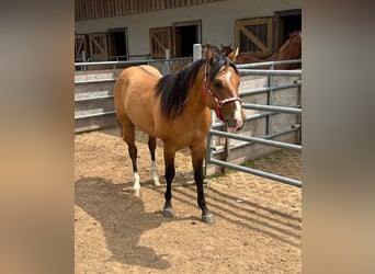 American Quarter Horse, Hengst, 2 Jahre, 150 cm, Red Dun