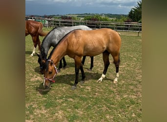 American Quarter Horse, Hengst, 2 Jahre, 150 cm, Red Dun