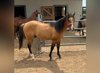 American Quarter Horse, Hengst, 2 Jahre, 150 cm, Red Dun
