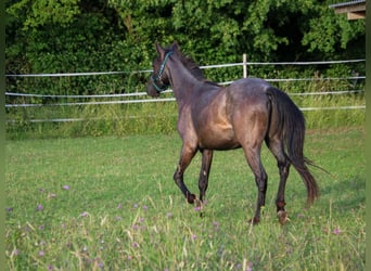American Quarter Horse, Hengst, 2 Jahre, 150 cm, Roan-Blue