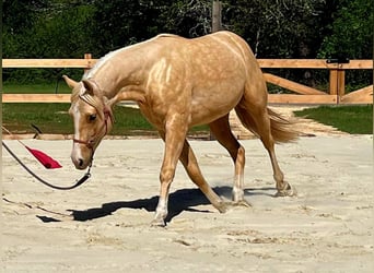 American Quarter Horse, Hengst, 2 Jahre, 151 cm, Palomino