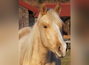 American Quarter Horse, Hengst, 2 Jahre, 151 cm, Palomino