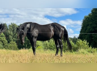 American Quarter Horse, Hengst, 2 Jahre, 151 cm, Rappe