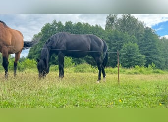 American Quarter Horse, Hengst, 2 Jahre, 151 cm, Rappe