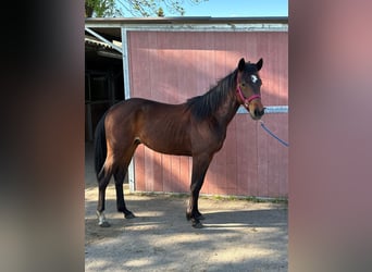 American Quarter Horse, Hengst, 2 Jahre, 152 cm, Brauner