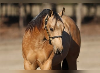 American Quarter Horse, Hengst, 2 Jahre, 152 cm, Buckskin