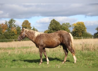 American Quarter Horse, Hengst, 2 Jahre, 152 cm, Palomino