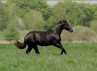 American Quarter Horse, Hengst, 2 Jahre, 152 cm, Rappe
