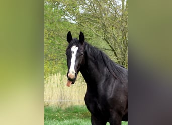 American Quarter Horse, Hengst, 2 Jahre, 152 cm, Rappe
