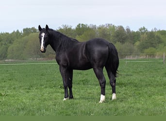 American Quarter Horse, Hengst, 2 Jahre, 152 cm, Rappe