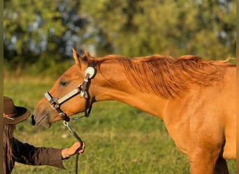 American Quarter Horse, Hengst, 2 Jahre, 152 cm, Red Dun