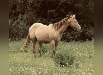 American Quarter Horse, Hengst, 2 Jahre, 152 cm