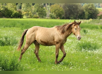 American Quarter Horse, Hengst, 2 Jahre, 152 cm