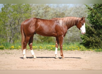 American Quarter Horse, Hengst, 2 Jahre, 152 cm, Rotfuchs