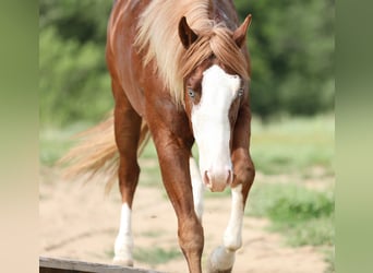 American Quarter Horse, Hengst, 2 Jahre, 152 cm, Rotfuchs