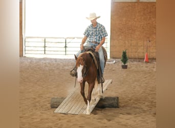 American Quarter Horse, Hengst, 2 Jahre, 152 cm, Rotfuchs