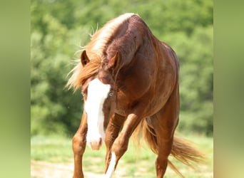 American Quarter Horse, Hengst, 2 Jahre, 152 cm, Rotfuchs
