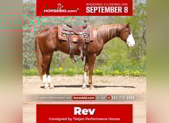 American Quarter Horse, Hengst, 2 Jahre, 152 cm, Rotfuchs
