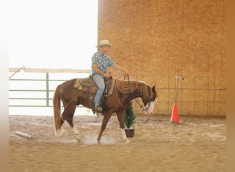 American Quarter Horse, Hengst, 2 Jahre, 152 cm, Rotfuchs