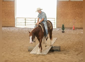 American Quarter Horse, Hengst, 2 Jahre, 152 cm, Rotfuchs