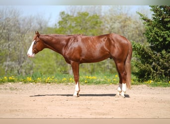 American Quarter Horse, Hengst, 2 Jahre, 152 cm, Rotfuchs