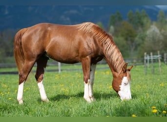 American Quarter Horse, Hengst, 2 Jahre, 152 cm, Rotfuchs