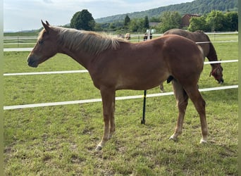 American Quarter Horse, Hengst, 2 Jahre, 153 cm, Fuchs