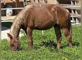 American Quarter Horse, Hengst, 2 Jahre, 153 cm, Fuchs