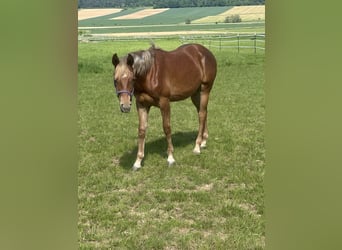 American Quarter Horse, Hengst, 2 Jahre, 153 cm, Fuchs
