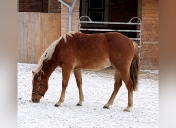 American Quarter Horse, Hengst, 2 Jahre, 153 cm, Fuchs