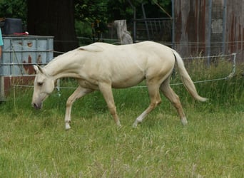 American Quarter Horse, Hengst, 2 Jahre, 153 cm, Palomino