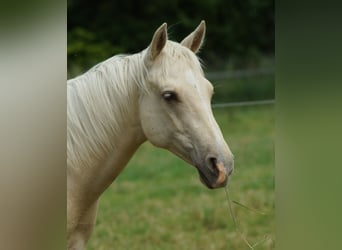 American Quarter Horse, Hengst, 2 Jahre, 153 cm, Palomino
