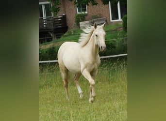 American Quarter Horse, Hengst, 2 Jahre, 153 cm, Palomino