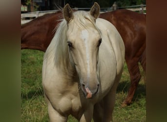American Quarter Horse, Hengst, 2 Jahre, 153 cm, Palomino