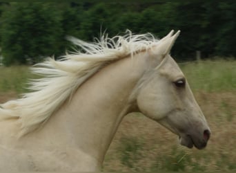 American Quarter Horse, Hengst, 2 Jahre, 153 cm, Palomino