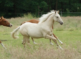 American Quarter Horse, Hengst, 2 Jahre, 153 cm, Palomino