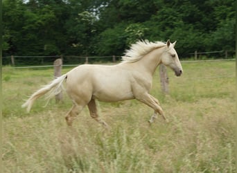 American Quarter Horse, Hengst, 2 Jahre, 153 cm, Palomino