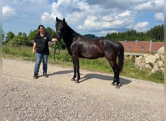 American Quarter Horse, Hengst, 2 Jahre, 153 cm, Rappe