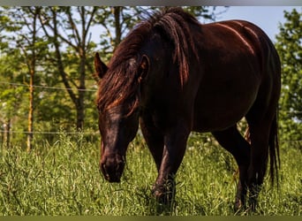 American Quarter Horse, Hengst, 2 Jahre, 153 cm, Rappe