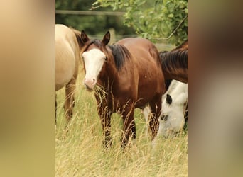 American Quarter Horse, Hengst, 2 Jahre, 154 cm, Brauner