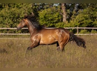 American Quarter Horse, Hengst, 2 Jahre, 154 cm, Buckskin