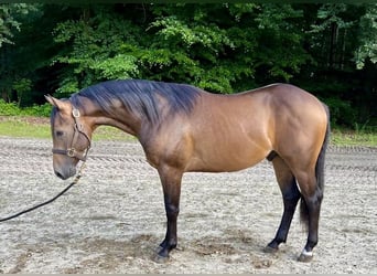 American Quarter Horse, Hengst, 2 Jahre, 154 cm, Buckskin