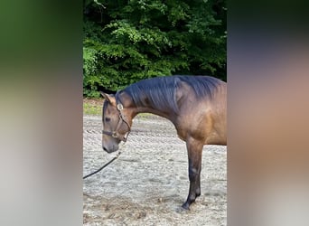 American Quarter Horse, Hengst, 2 Jahre, 154 cm, Buckskin