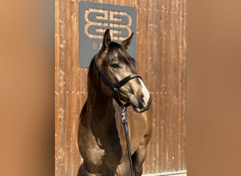 American Quarter Horse, Hengst, 2 Jahre, 154 cm, Buckskin